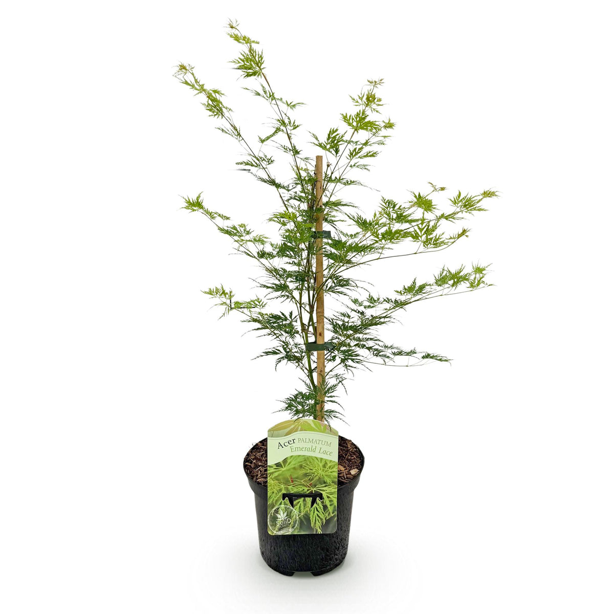 Japanischer Ahorn Acer palmatum Emerald Lace in grün, laubabwerfend, Topf 19cm, Höhe 70cm, Everspring Pflanze.