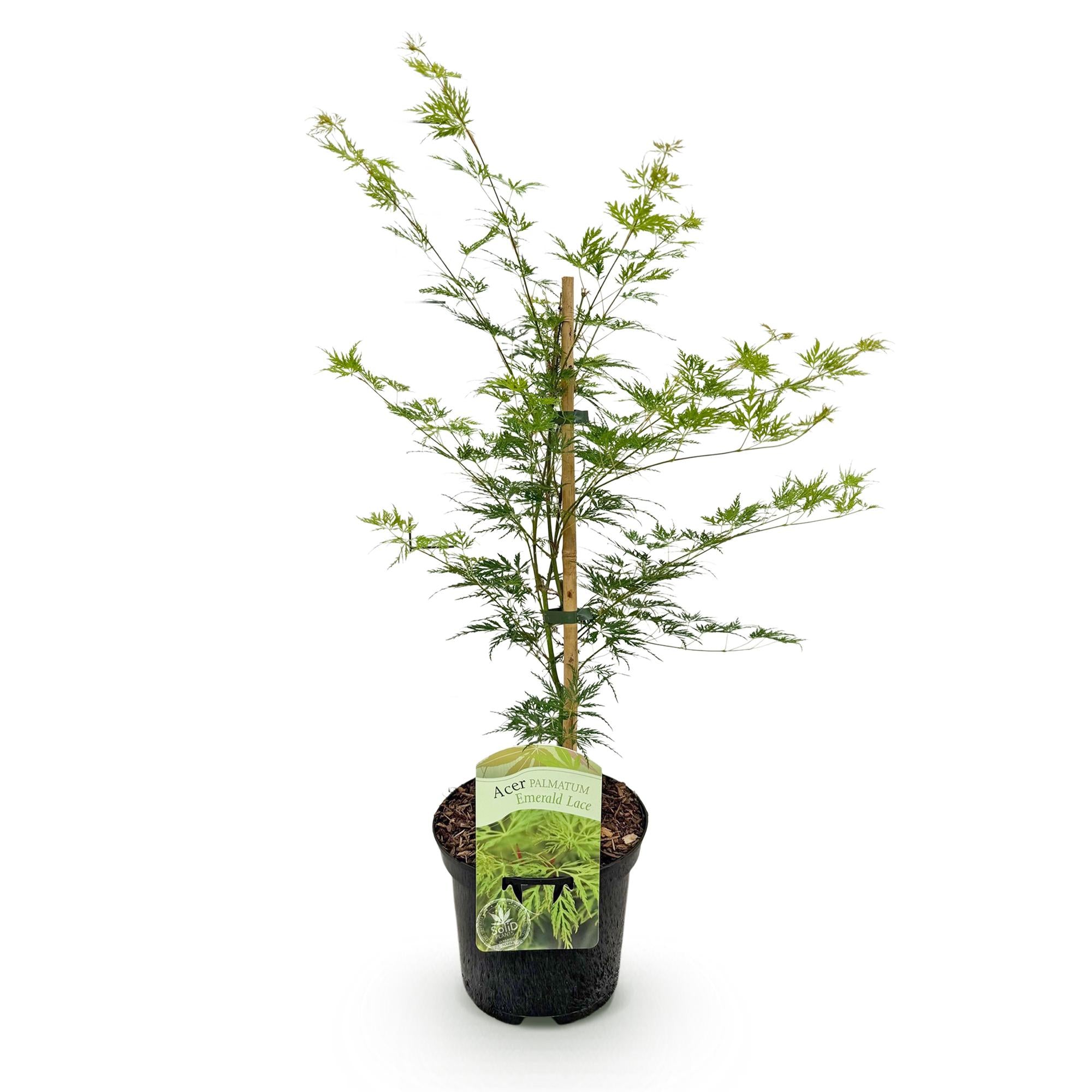 Japanischer Ahorn Acer palmatum Emerald Lace in grün, laubabwerfend, Topf 19cm, Höhe 70cm, Everspring Pflanze.