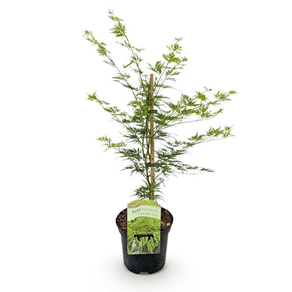 Japanischer Ahorn Acer palmatum Emerald Lace in grün, laubabwerfend, Topf 19cm, Höhe 70cm, Everspring Pflanze.