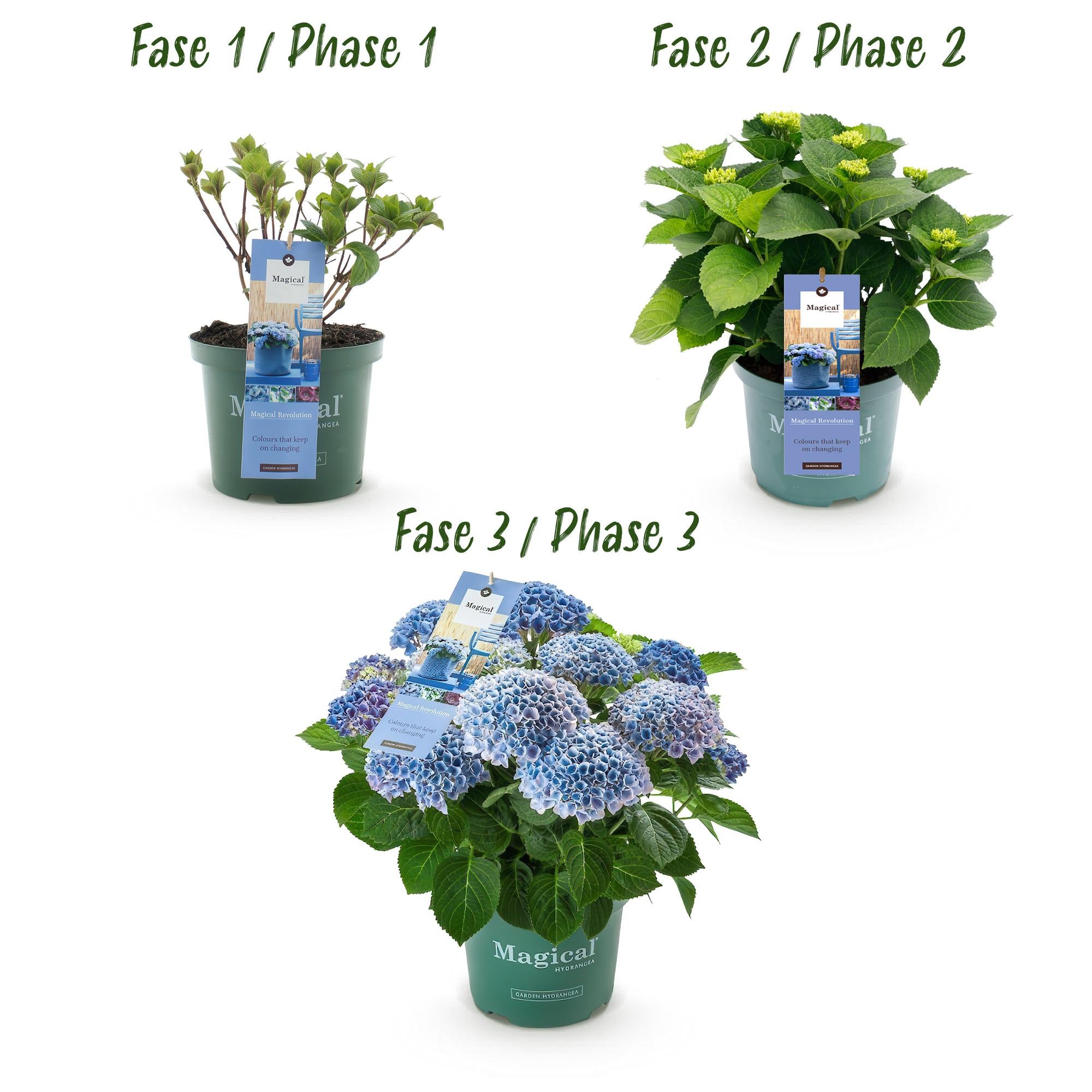 Everspring Hortensie Magical Revolution Blue im blauen Topf, 6-10 Blumen, Höhe 55cm, Gartenpflanze, Topfpflanze