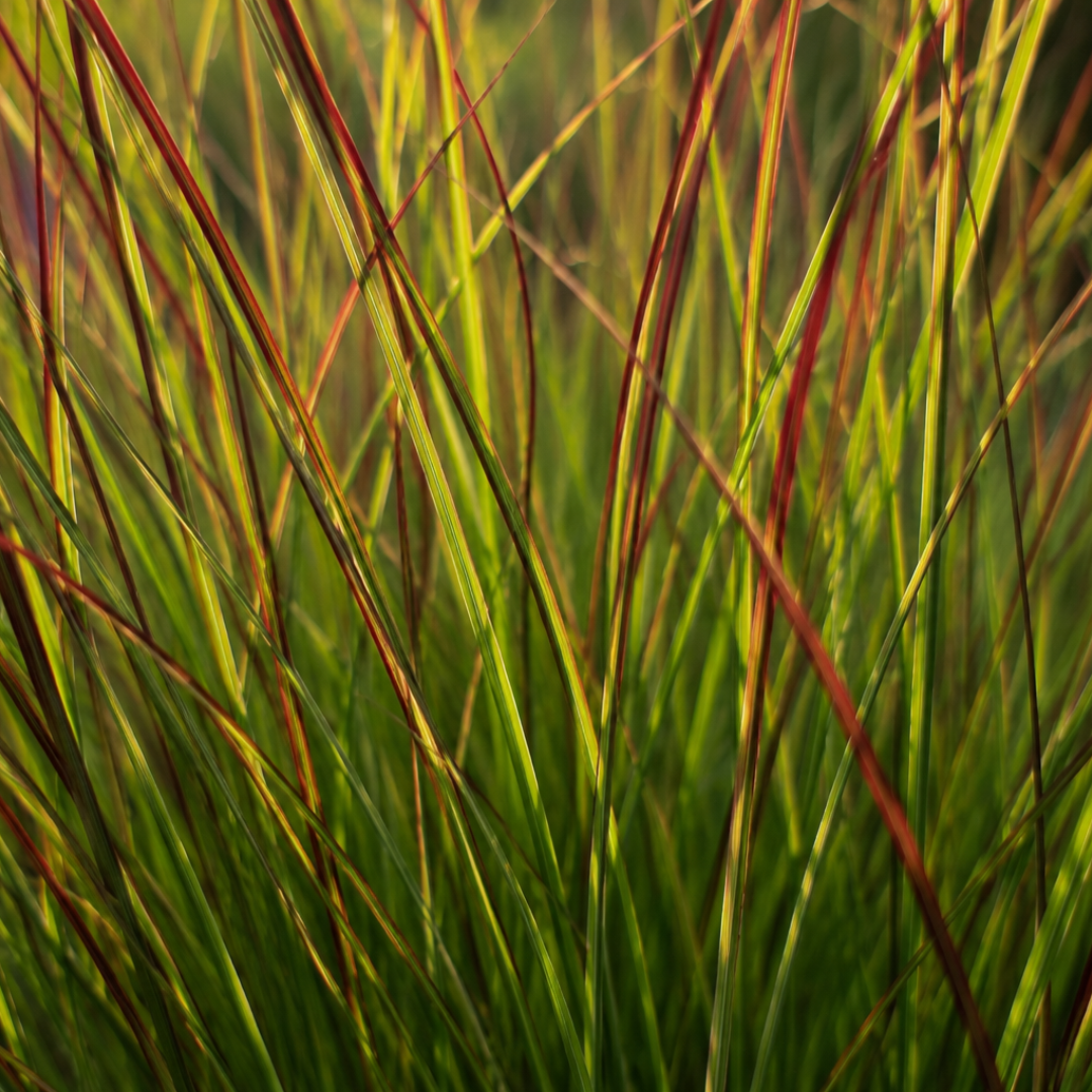 Ziergras Rotstrahlbusch kaufen | 3× Panicum virgatum, Ø 12 cm