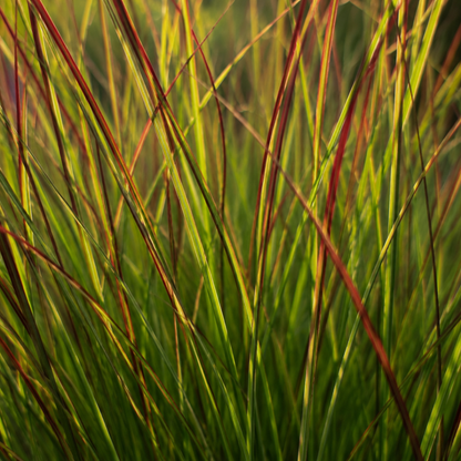 Ziergras Rotstrahlbusch kaufen | 3× Panicum virgatum, Ø 12 cm