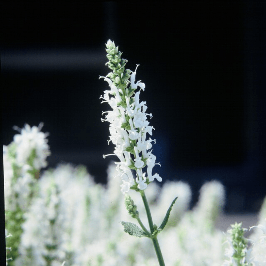 Sechs Everspring Salvia Schneehugel Pflanzen, 10-25 cm hoch, in kleinen Ø9 cm Töpfen, blühende Stauden für Garten und Balkon