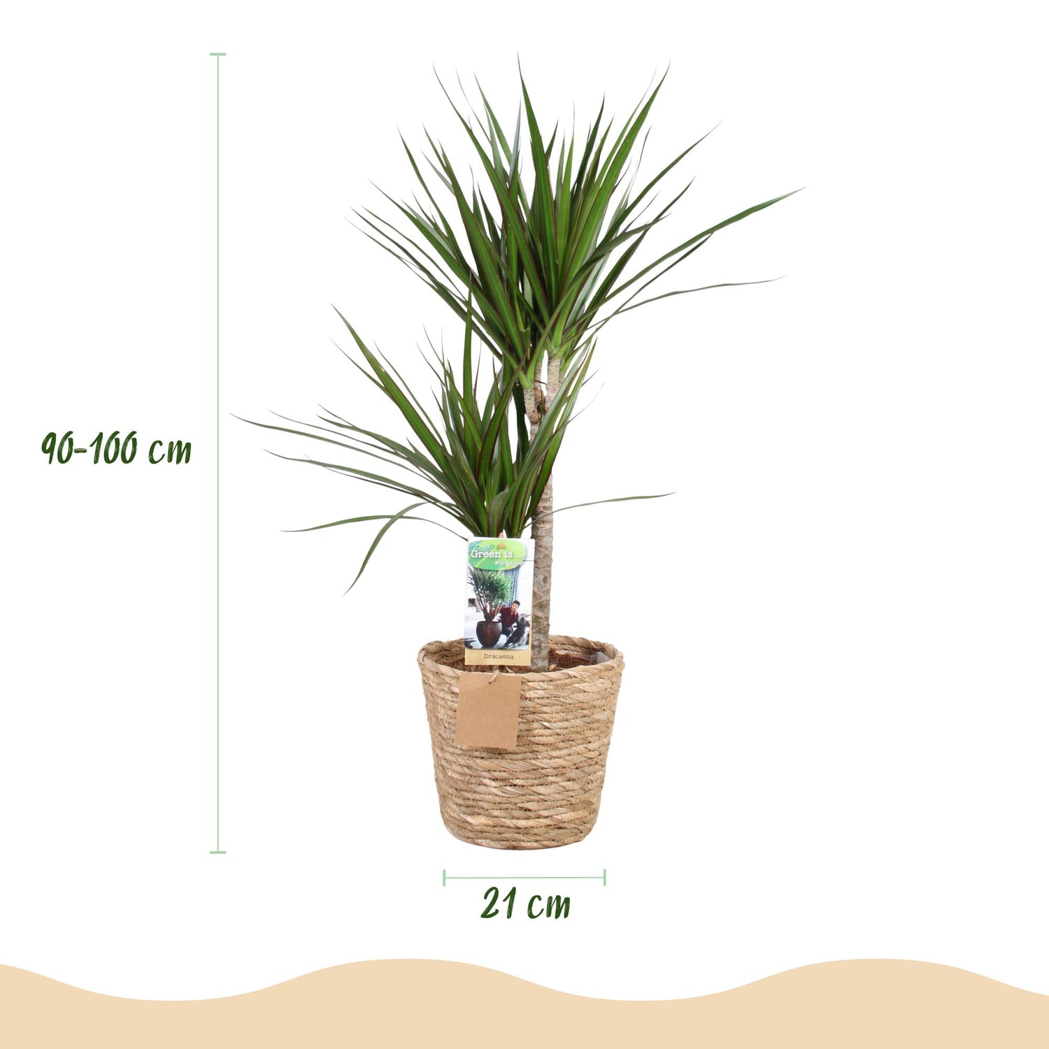 Everspring Drachenblutbaum Dracaena Marginata in Korb, Höhe 90-100cm, grüne Blätter und schlanker Stamm, Zimmerpflanze