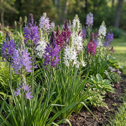 Prärielilie Mischung – Camassia leichtlinii online kaufen | 10 bis 40 Blumenzwiebeln, blau-weiß &amp; hoch – Wurzelwerk Design