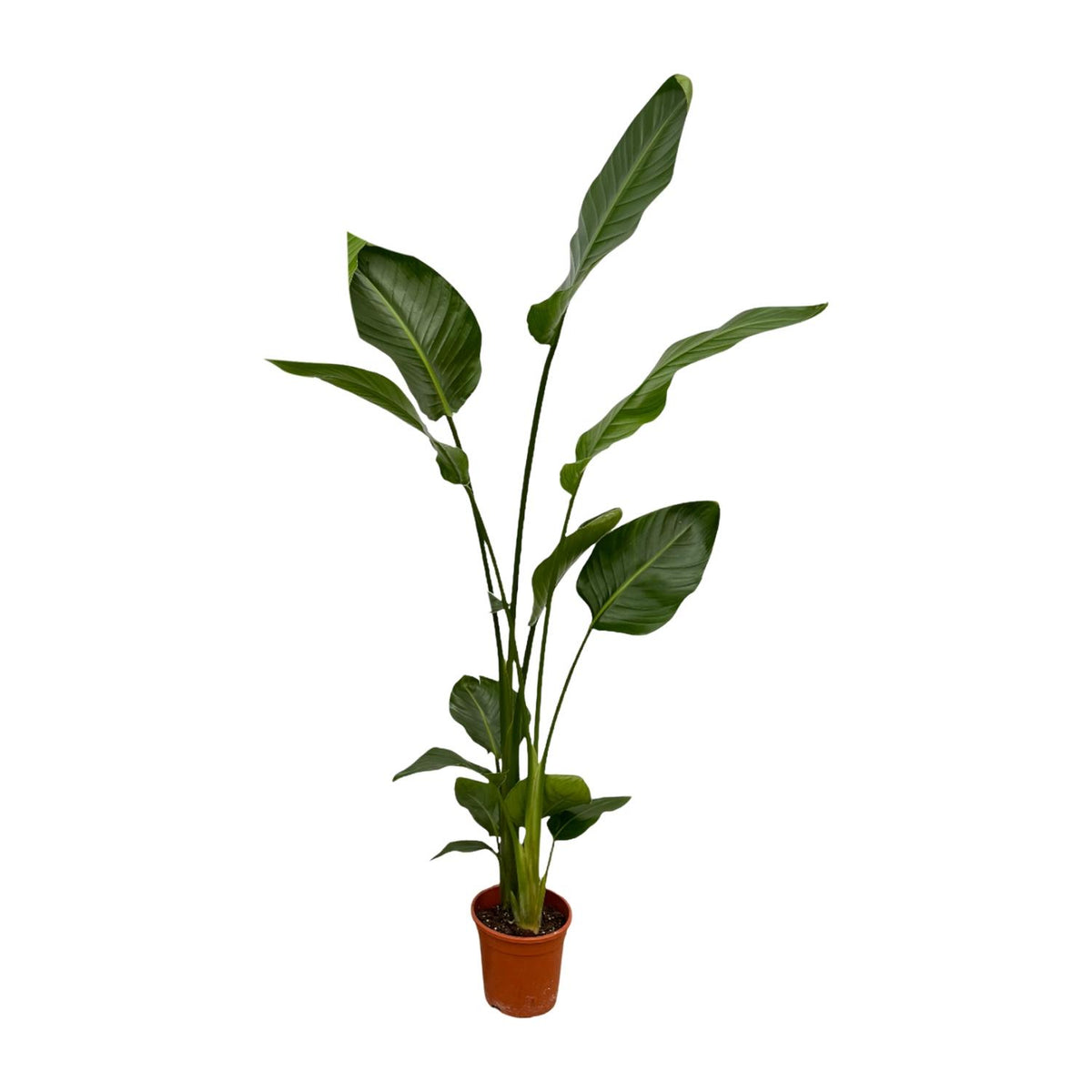Zwei Strelitzia Nicolai Pflanzen, 130 cm hoch, mit großen grünen Blättern, im Top mit Durchmesser 17 cm, von Everspring