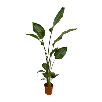 Zwei Strelitzia Nicolai Pflanzen, 130 cm hoch, mit großen grünen Blättern, im Top mit Durchmesser 17 cm, von Everspring