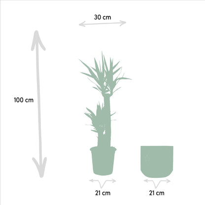 Yucca mit Übertopf kaufen | ca. 100 cm, Ø 21 cm