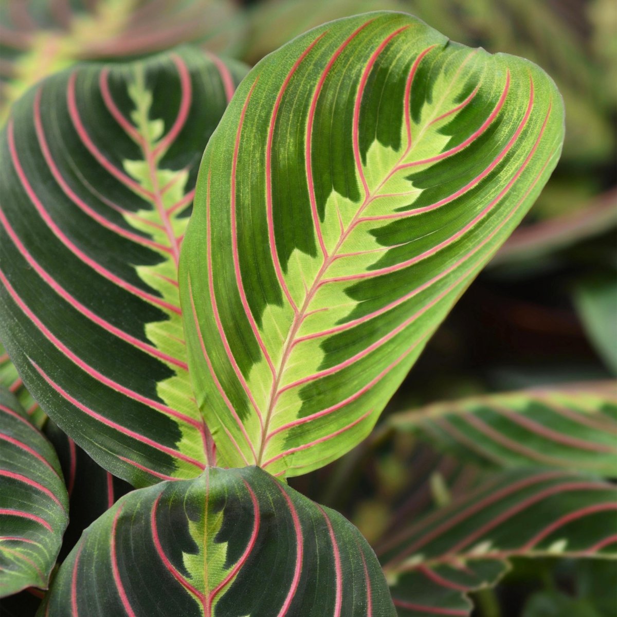 Maranta Tricolour kaufen | Gebetspflanze – Topf Ø 12 cm, Höhe 25 cm - Wurzelwerk Design