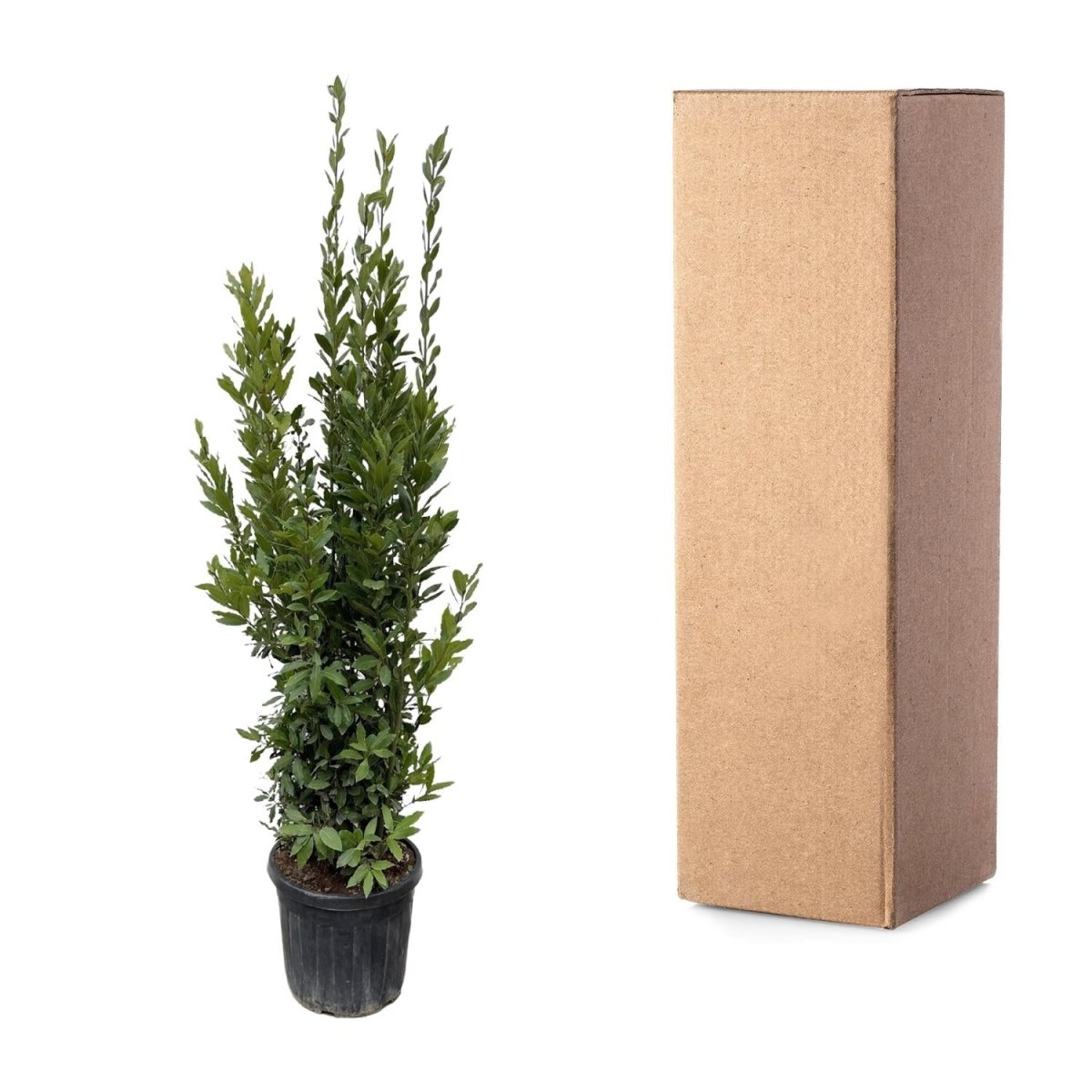 Laurus Nobilis Echter Lorbeer - 180 cm - Ø 40 cm - Wurzelwerk Design