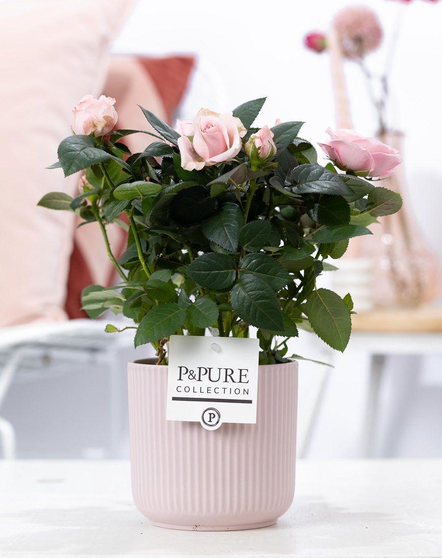 Rosa Light Pink in P&amp;PURE Sophie Ceramics Pink - Ø 12 cm - Höhe 30 cm - Wurzelwerk Design
