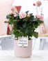 Rosa Light Pink in P&PURE Sophie Ceramics Pink - Ø 12 cm - Höhe 30 cm - Wurzelwerk Design