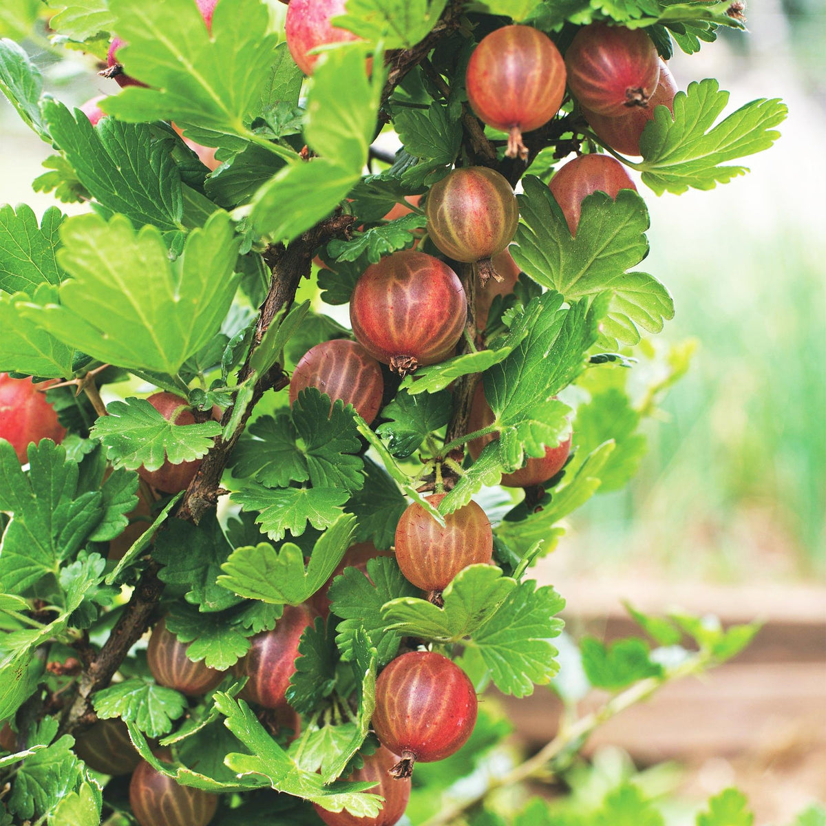 Zwei rote Stachelbeer-Pflanzen Ribes uva-crispa &