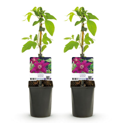 Clematis &
