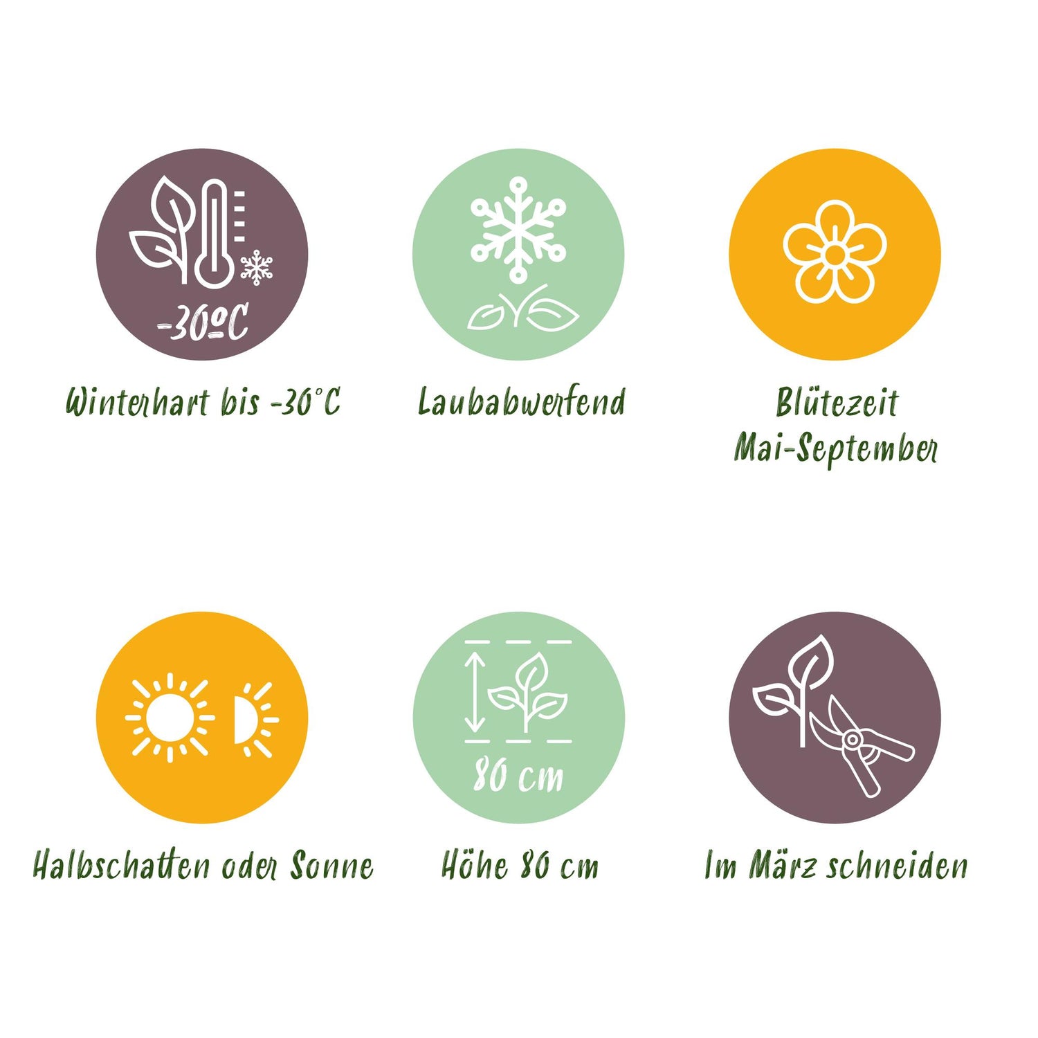 Weiße Glockenblume kaufen | Campanula Alba – 6er-Set