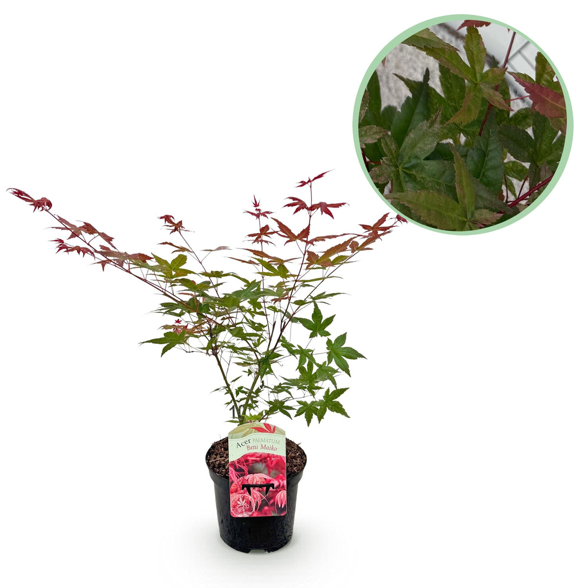 Japanischer Ahorn Acer palmatum Beni Maiko in rotem Laub, Topf 19cm, Höhe 70cm, laubabwerfende Pflanze von Everspring