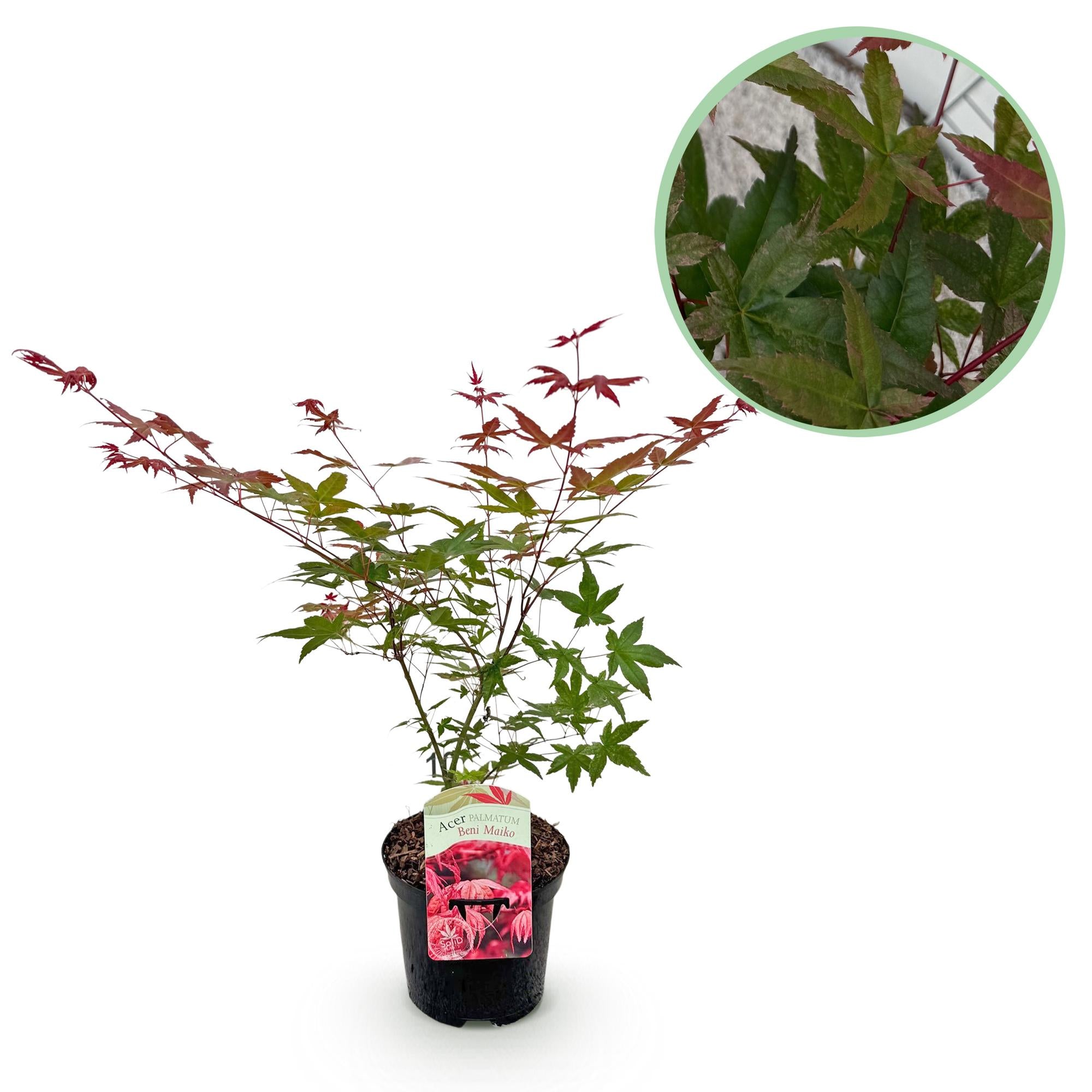 Japanischer Ahorn Acer palmatum Beni Maiko in rotem Laub, Topf 19cm, Höhe 70cm, laubabwerfende Pflanze von Everspring