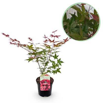 Japanischer Ahorn Acer palmatum Beni Maiko in rotem Laub, Topf 19cm, Höhe 70cm, laubabwerfende Pflanze von Everspring