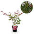 Japanischer Ahorn Acer palmatum Beni Maiko in rotem Laub, Topf 19cm, Höhe 70cm, laubabwerfende Pflanze von Everspring