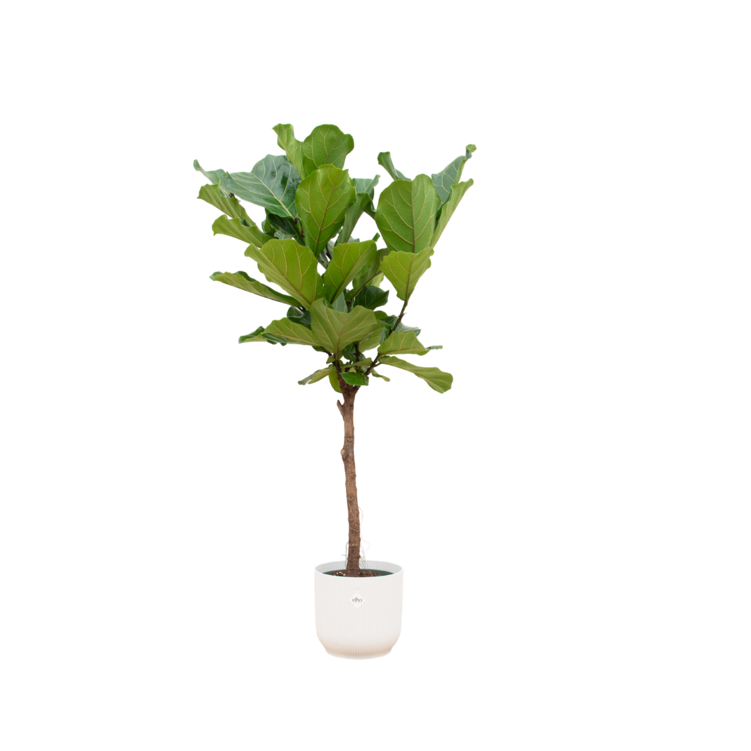 Ficus Lyrata mit Topf – Elegante Geigenfeige für Innen