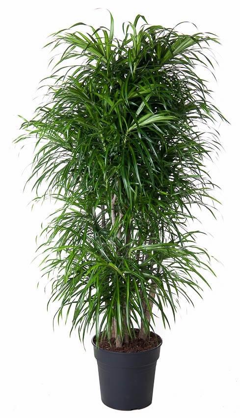 Dracaena Anita verzweigt 160 cm | Pflegeleicht &amp; elegant - Wurzelwerk Design