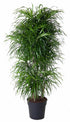 Dracaena Anita verzweigt 160 cm | Pflegeleicht & elegant - Wurzelwerk Design
