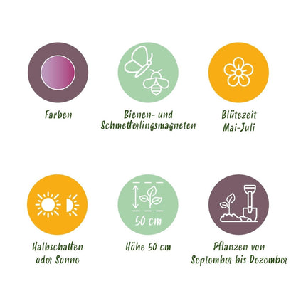 Blumenzwiebeln Allium Christophii | 15 Stück Lila – Zwiebelgröße 10/12 – XXL Pack - Wurzelwerk Design