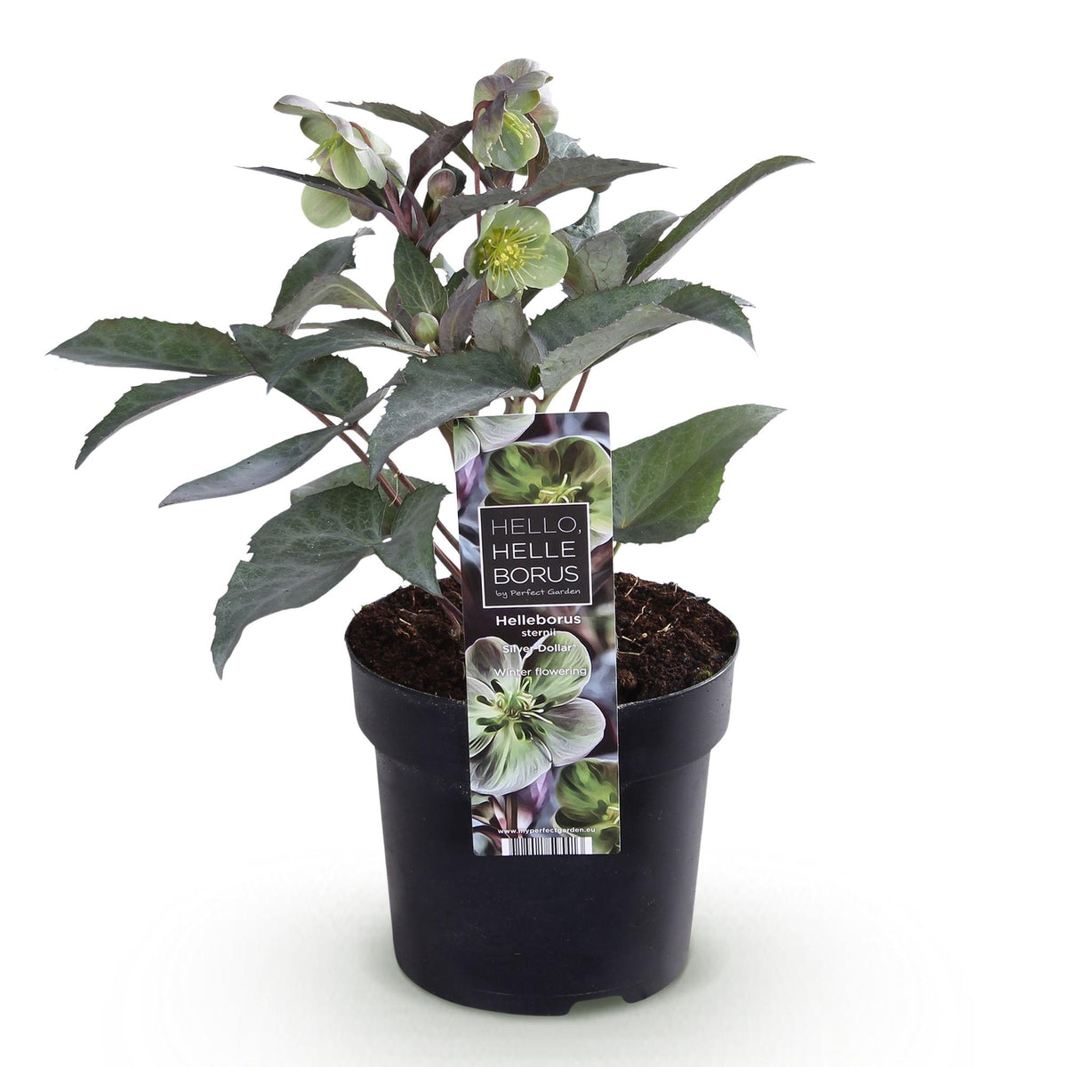 Helleborus &
