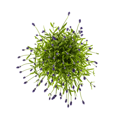 Lavandula angustifolia (4er - Set) – Echter Lavendel Ø19 cm | Duft &amp; Bienenliebe - Wurzelwerk Design