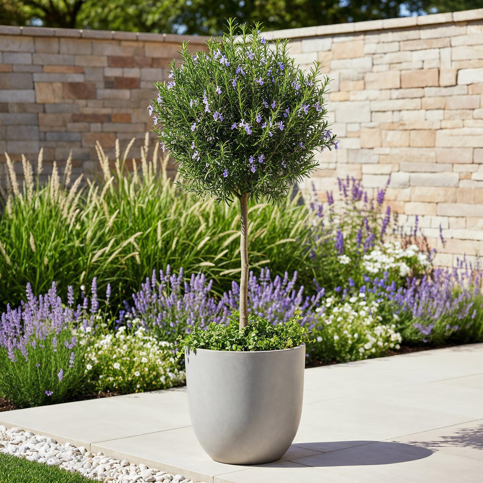 Rosmarinus officinalis - Terrassen Pflanze - Topf 19cm Höhe 90cm