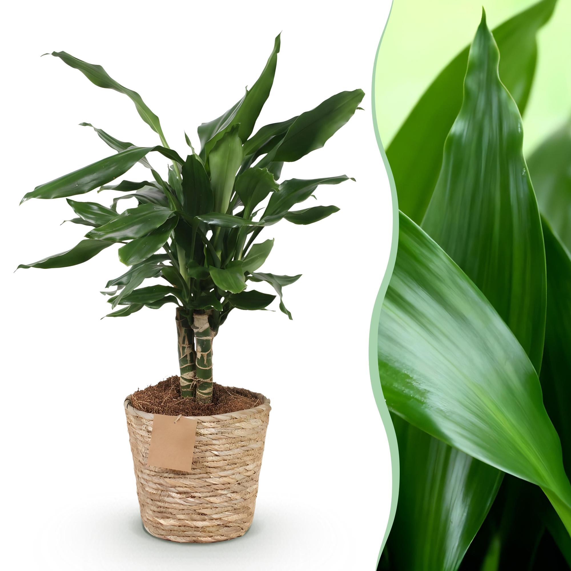 Dracaena fragrans Steudneri im Korb, Drachenblutbaum, Everspring, Höhe 50-55cm, grüne Blätter, dekorative Zimmerpflanze
