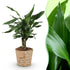 Dracaena fragrans Steudneri im Korb, Drachenblutbaum, Everspring, Höhe 50-55cm, grüne Blätter, dekorative Zimmerpflanze