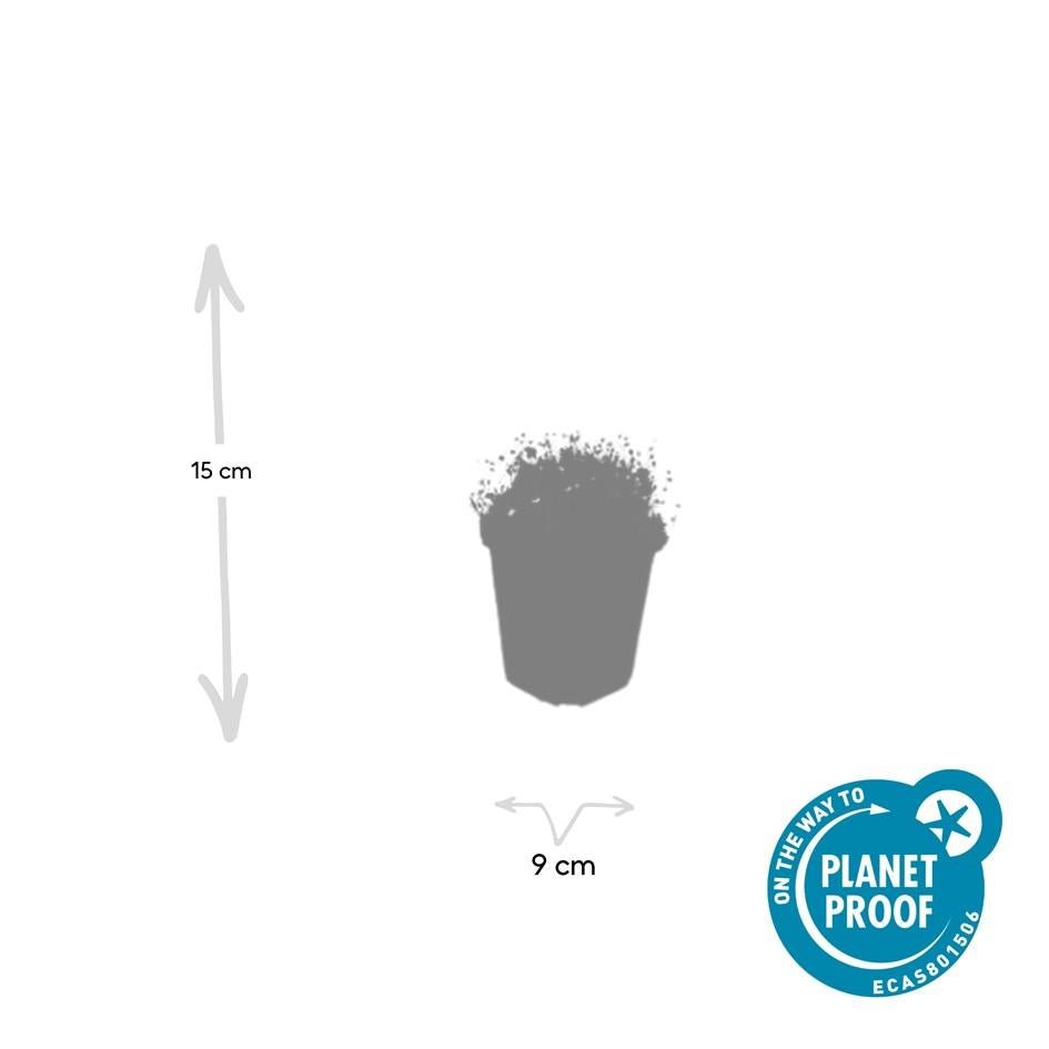 Sagina subulata – 24 Pflanzen Ø 9 cm Höhe 10–25 cm – Immergrüner, trittfester Moos - Bodendecker für sonnige &amp; halbschattige Lagen - Wurzelwerk Design