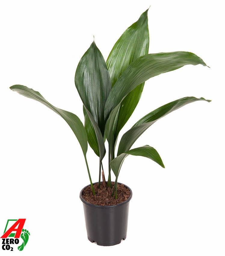 Aspidistra Elatior - Ø13cm - ↕50cm - Wurzelwerk Design