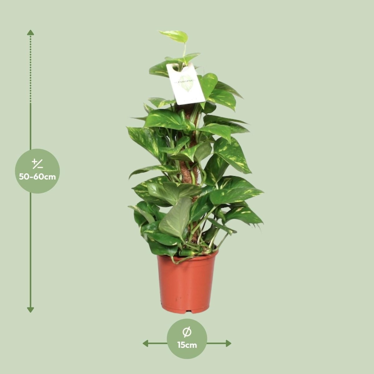 Epipremnum Pinnatum Mosstok 60cm Scindapsus - Ø15cm - ↕60cm - Wurzelwerk Design