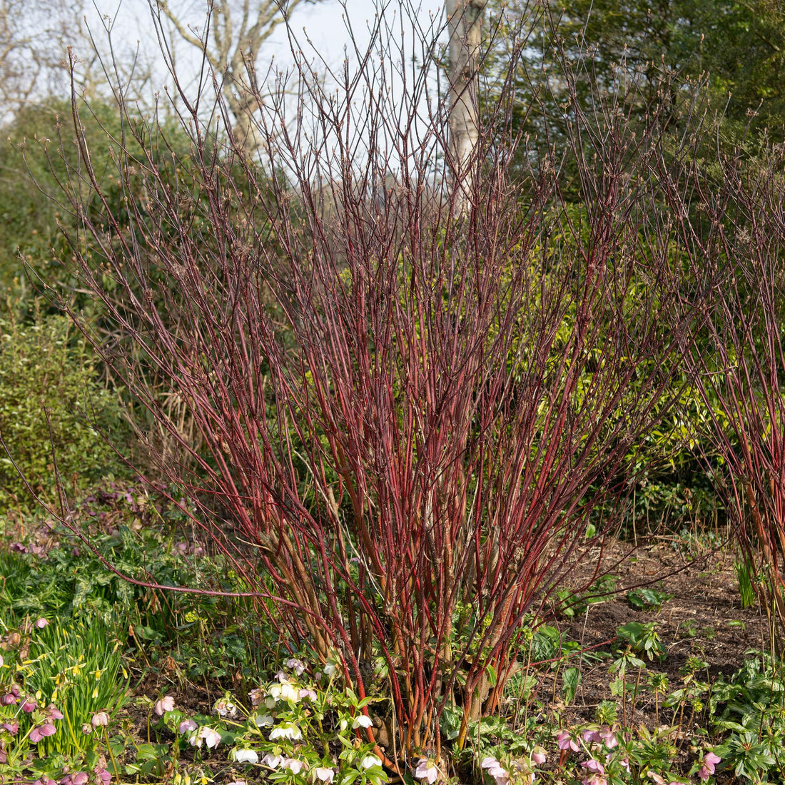 Cornus alba Kesselringii Pflanze mit violetten Zweigen, laubabwerfend, in Topf, wenig Pflege, Höhe 45 cm, Everspring.