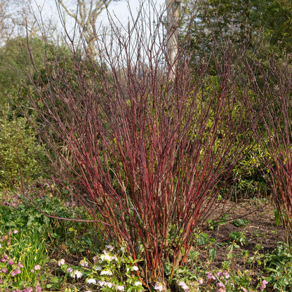 Cornus alba Kesselringii Pflanze mit violetten Zweigen, laubabwerfend, in Topf, wenig Pflege, Höhe 45 cm, Everspring.
