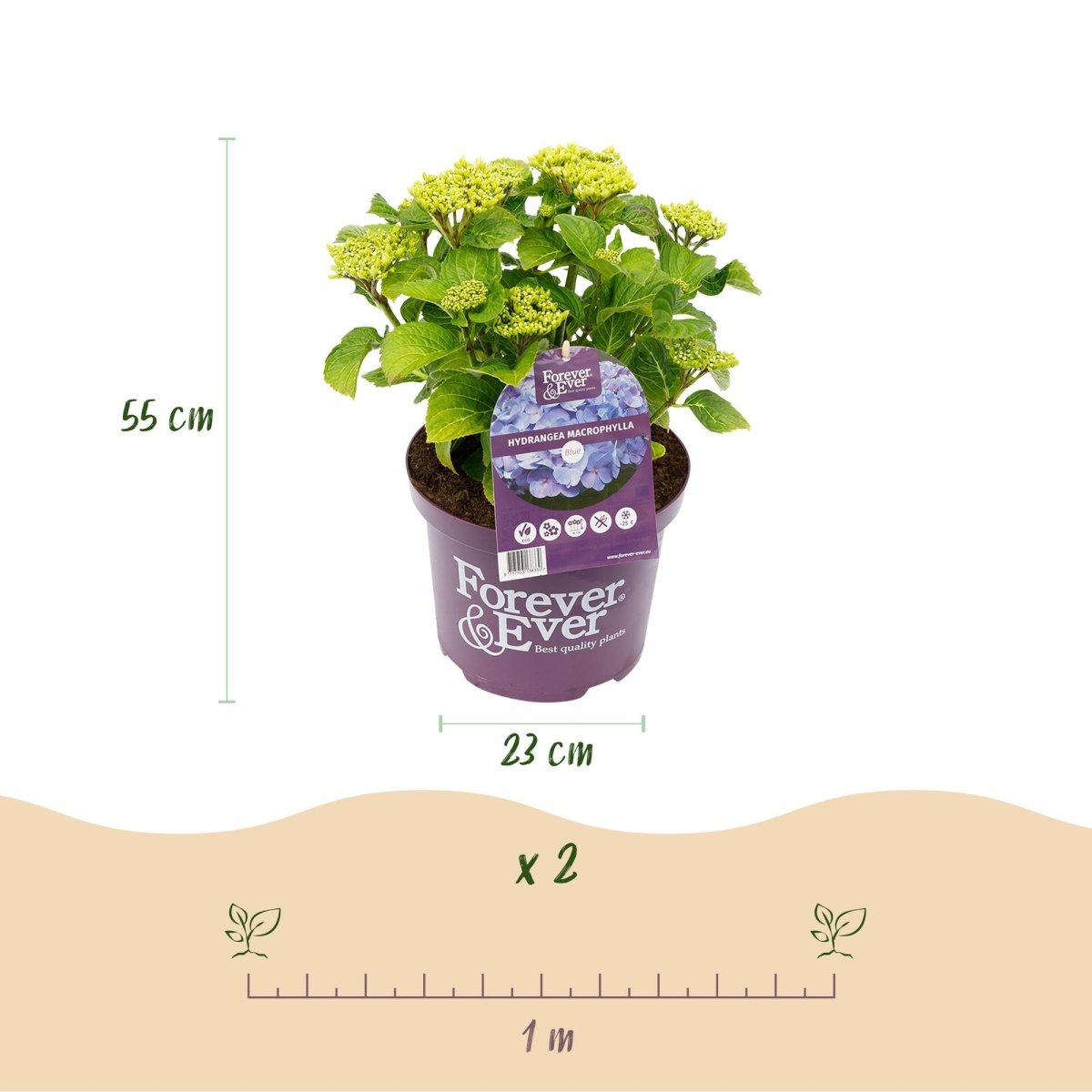 Hortensie - Hydrangea Forever &amp; Ever - Blau - 7 - 12 Blumen - Topf 23cm Höhe 55cm - Wurzelwerk Design
