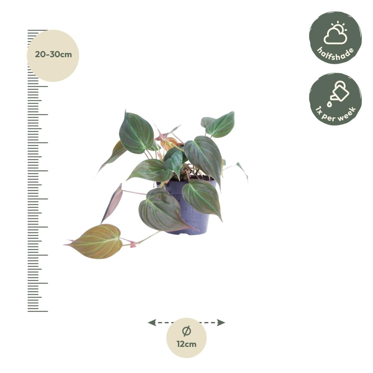 Philodendron scandens ‘Micans’ 25 cm | Herzblatt - Philodendron im Ø12 cm Topf – Samtige Trendpflanze - Wurzelwerk Design