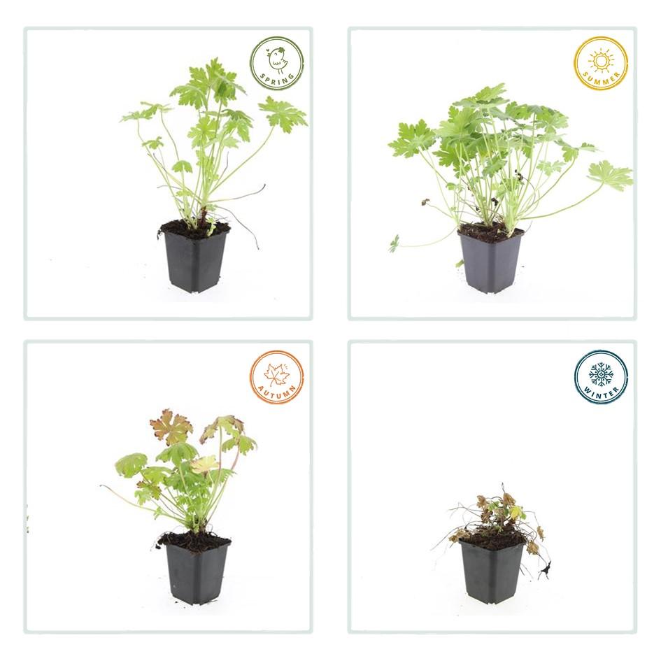 24x Geranium macrorrhizum – Immergrüner Bodendecker für Garten &amp; Hang - Wurzelwerk Design