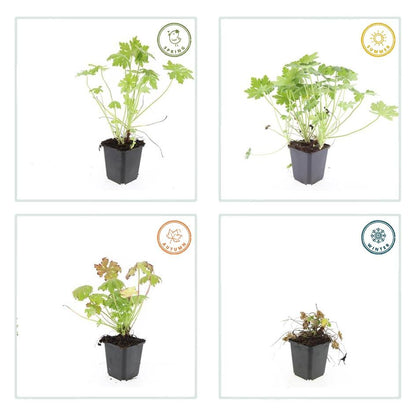 24x Geranium macrorrhizum – Immergrüner Bodendecker für Garten &amp; Hang - Wurzelwerk Design