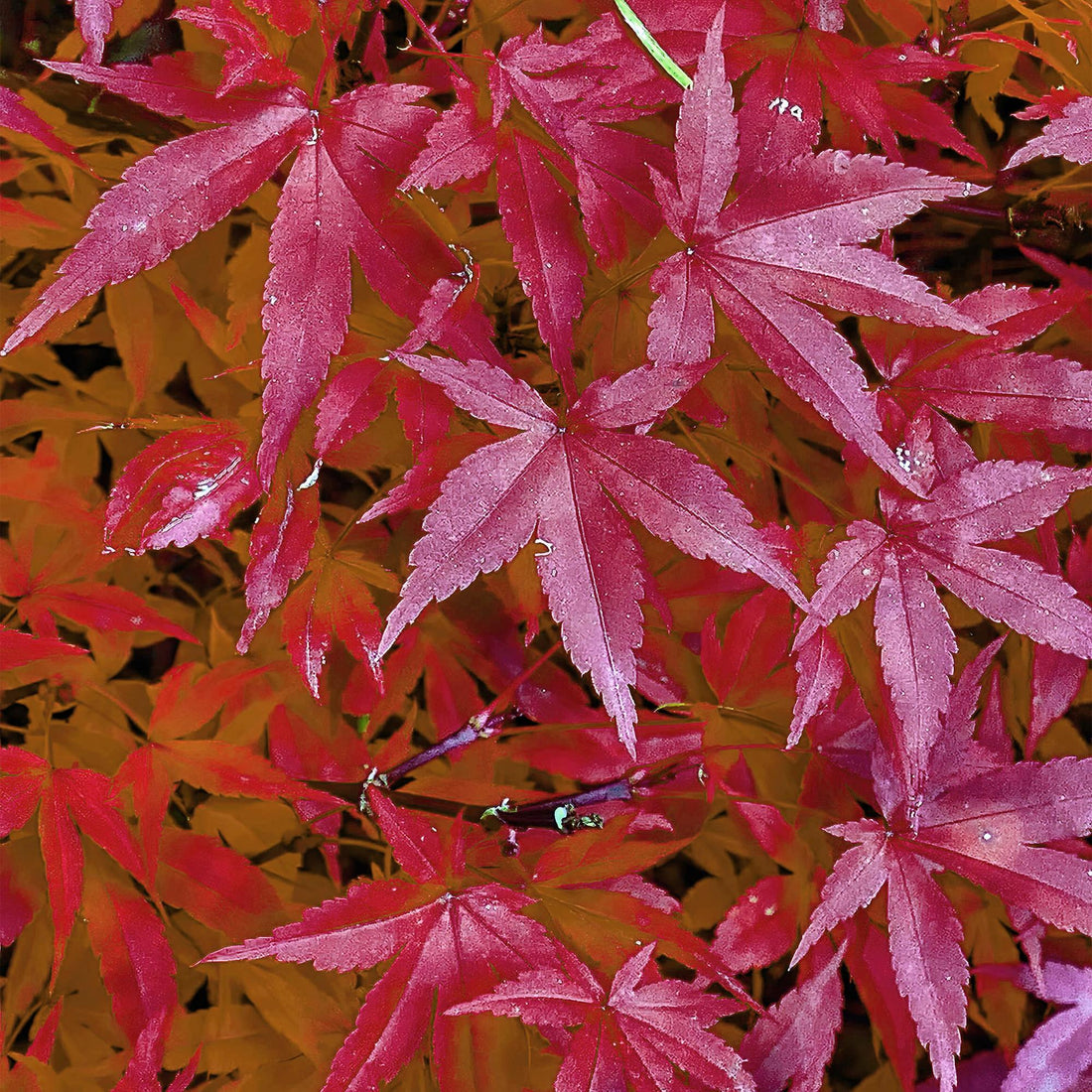 Japanischer Ahorn Pink Dwarf Pflanze in 19cm Topf, rosa Laub, ca. 70cm hoch, laubabwerfend, von Everspring