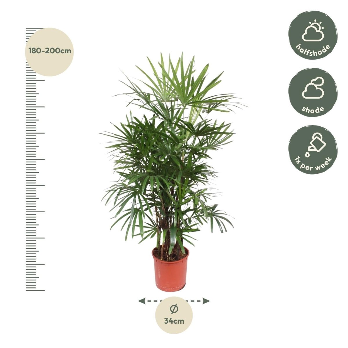 Rhapis excelsa Damenpalme 190 cm | Premium - Zimmerpalme im Ø34 cm Topf – Robust &amp; Luftreinigend - Wurzelwerk Design