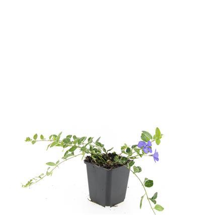24x Vinca minor &