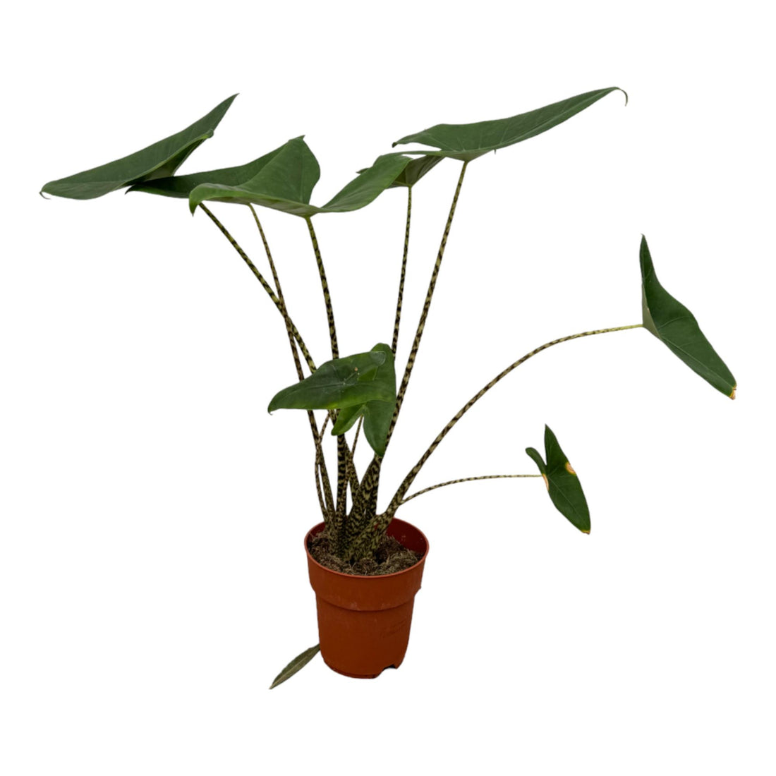 Alocasia Zebrina 80 cm – Exotische Design-Zimmerpflanze