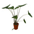 Alocasia Zebrina 80 cm – Exotische Design - Zimmerpflanze - Wurzelwerk Design