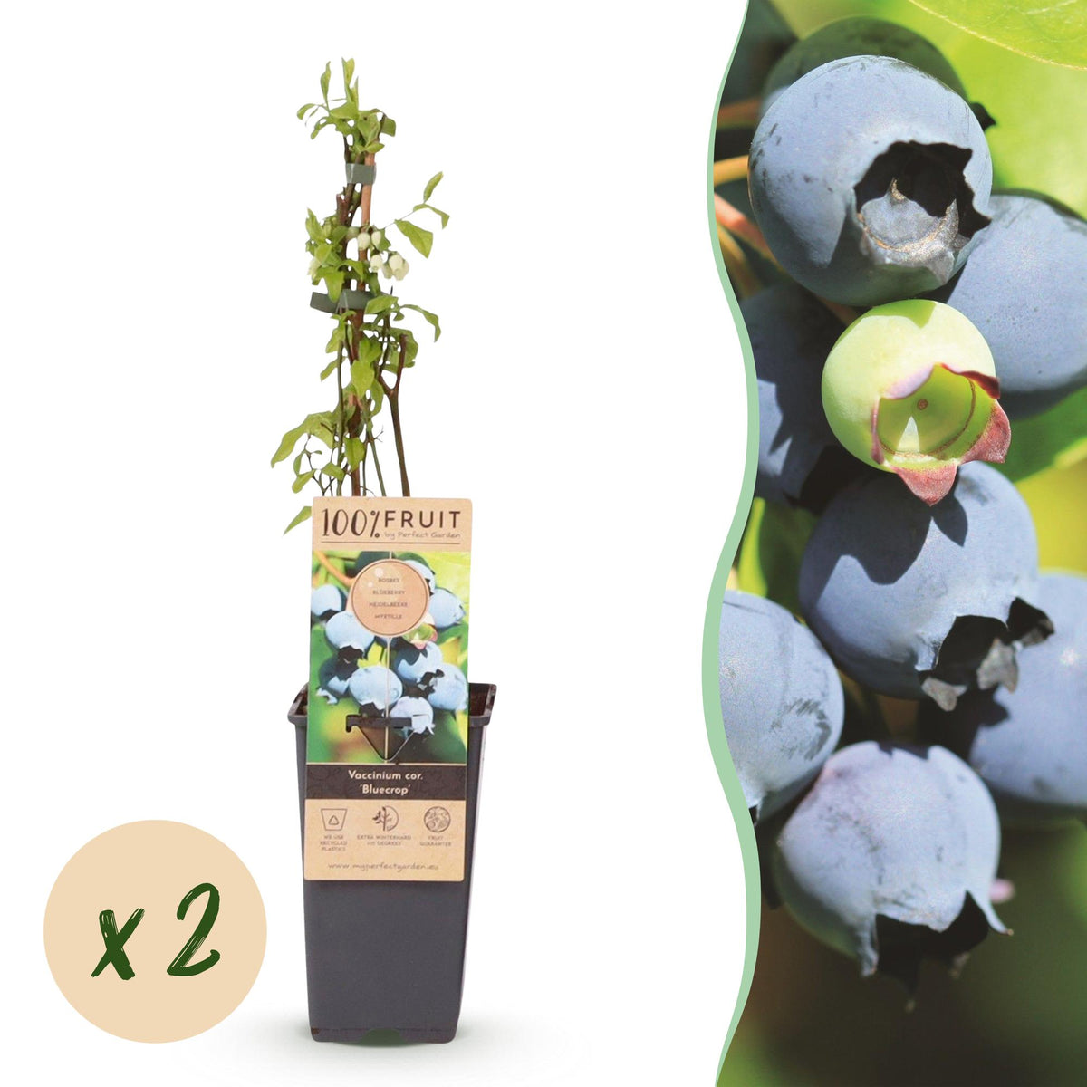 Zwei Everspring Heidelbeerpflanzen Vaccinium corymbosum &