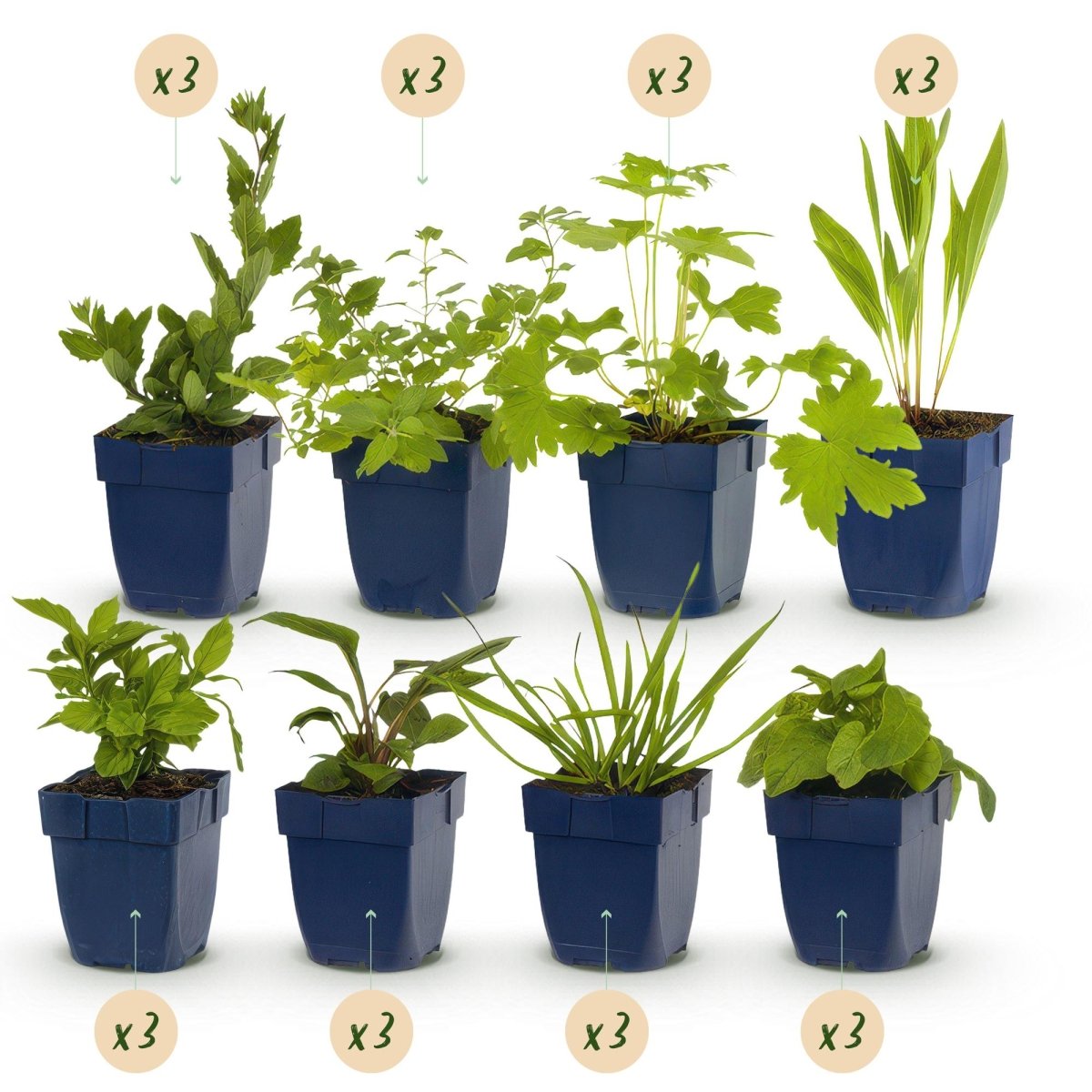 Stauden - Paket - Bienen - und Schmetterlingsanziehend - 24 Stauden - Für 3 m² - Verschiedene Farben - Pflegeleicht - Topf 11 cm - Wurzelwerk Design