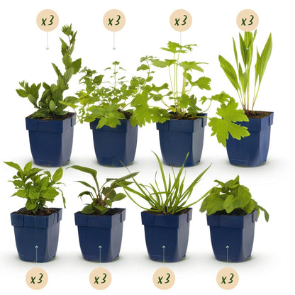 Stauden - Paket - Bienen - und Schmetterlingsanziehend - 24 Stauden - Für 3 m² - Verschiedene Farben - Pflegeleicht - Topf 11 cm - Wurzelwerk Design