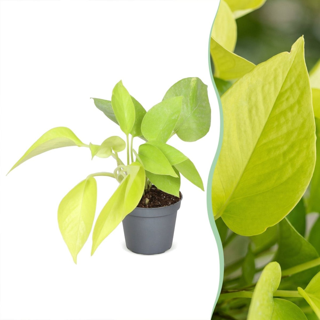 Philodendron &